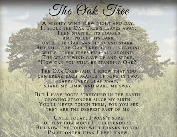Oak Tree